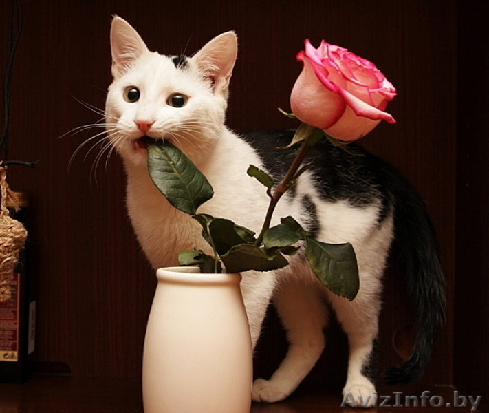 Белый котик подросток с черными пятнышками ищет хозяев    - Изображение #3, Объявление #241439