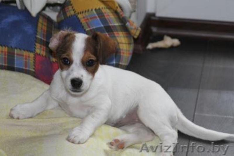  джек рассел терьер - Изображение #1, Объявление #224350