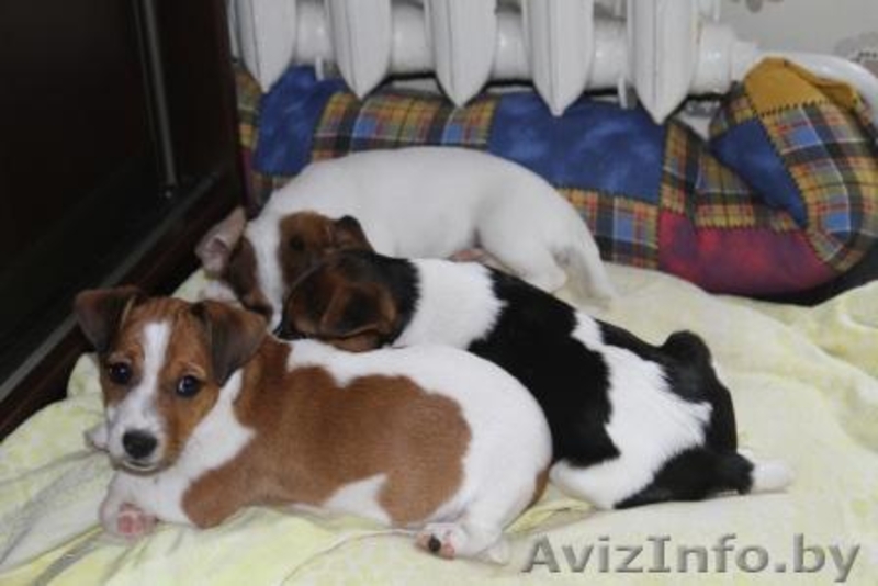  джек рассел терьер - Изображение #3, Объявление #224350