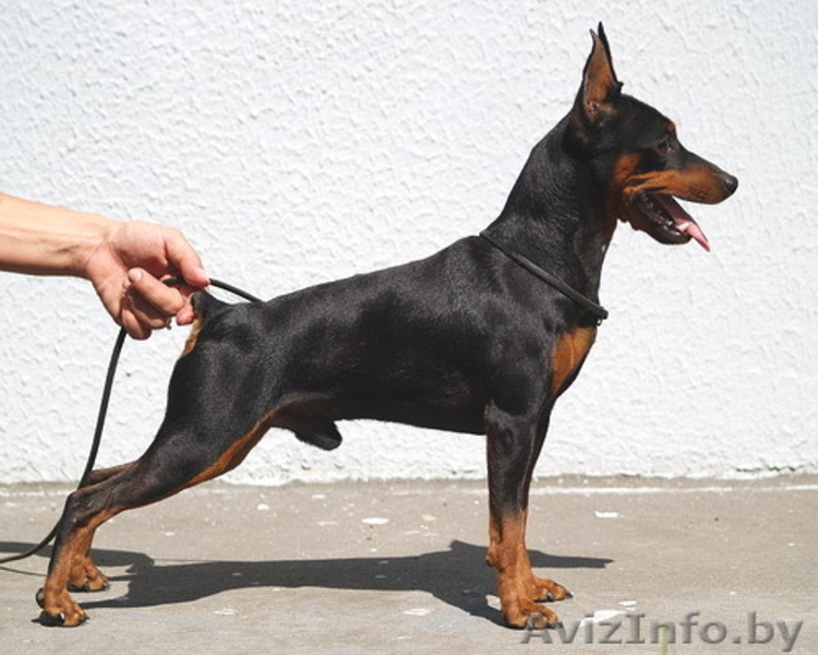 Цверпинчера щенки родословная РКФ - Изображение #2, Объявление #243777