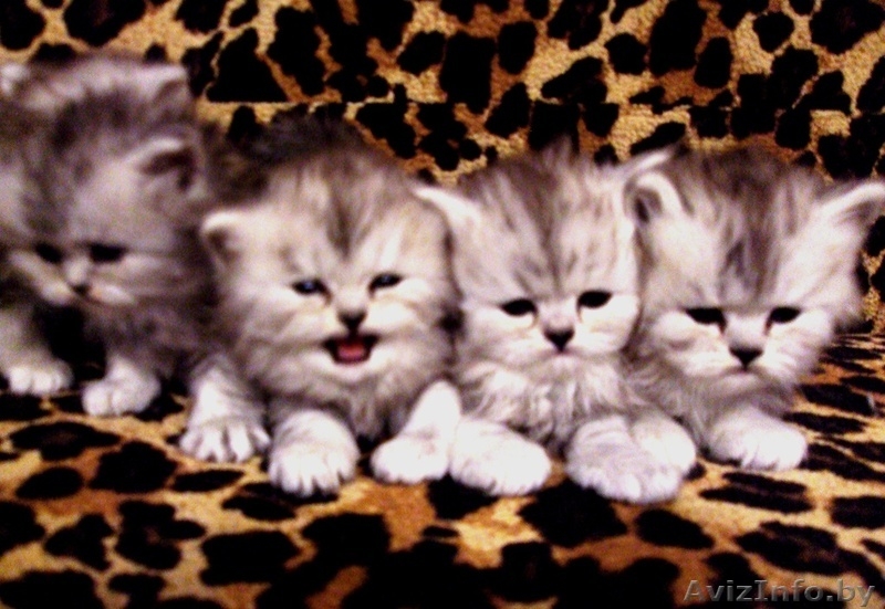 продам персидских котят - Изображение #1, Объявление #225558
