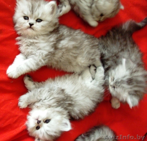 продам персидских котят - Изображение #2, Объявление #225558