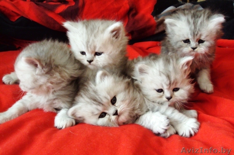 продам персидских котят - Изображение #3, Объявление #225558