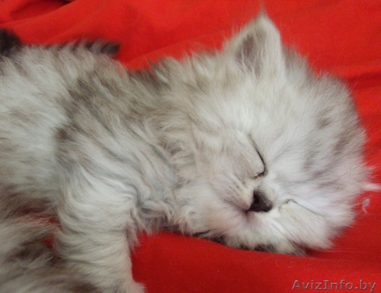 продам персидских котят - Изображение #4, Объявление #225558