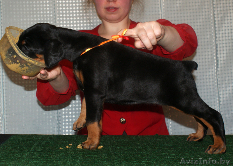 Продаются щенки добермана - Изображение #2, Объявление #245913