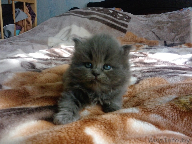 Продам котенка Британец - Изображение #2, Объявление #223161