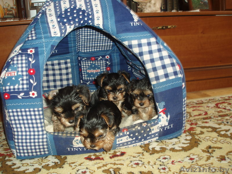 Щенки Йоркширского терьера стандарт - Изображение #1, Объявление #233728