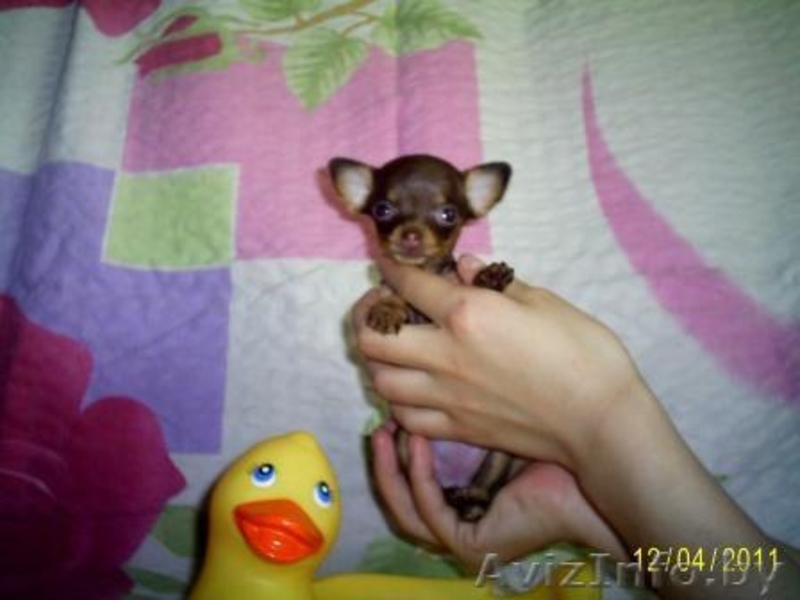 Русский той - Изображение #3, Объявление #230511