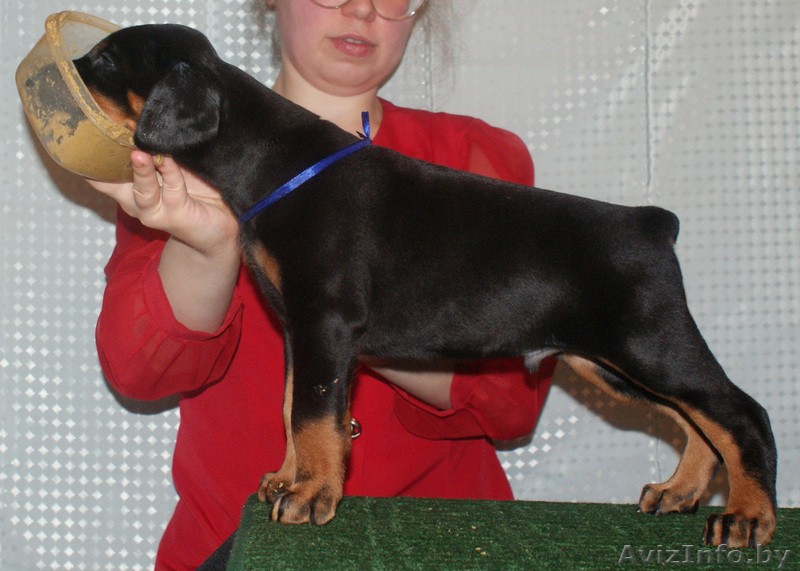 Продаются щенки добермана - Изображение #3, Объявление #245913