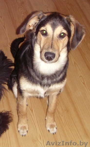 Метис овчарки (девочка 7-8 месяцев) - Изображение #1, Объявление #247966