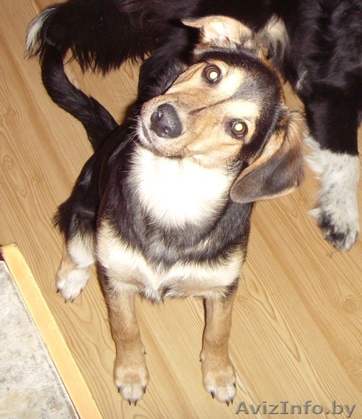 Метис овчарки (девочка 7-8 месяцев) - Изображение #3, Объявление #247966