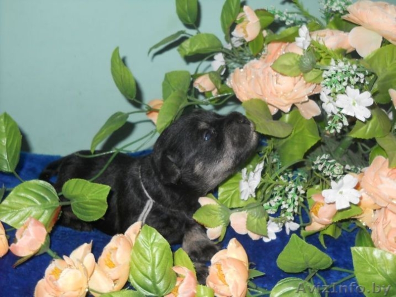 щеночки-цвержатки - Изображение #1, Объявление #52306