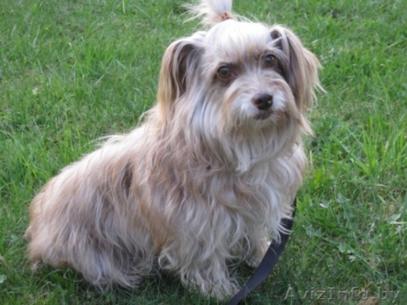 Маленькая диванная собачка Мини в добрые руки. - Изображение #1, Объявление #248183