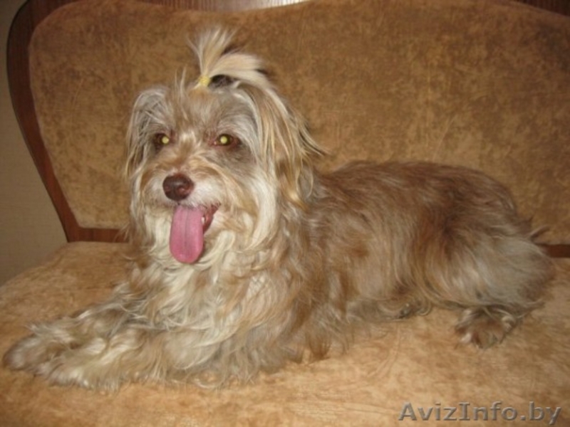 Маленькая диванная собачка Мини в добрые руки. - Изображение #2, Объявление #248183