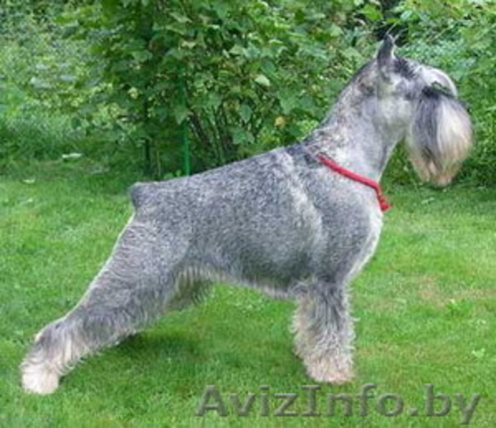 щенки миттельшнауцера окраса перец с солью - Изображение #2, Объявление #263030