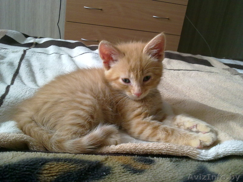 Котёнок 2 мес. в дар - Изображение #4, Объявление #262733