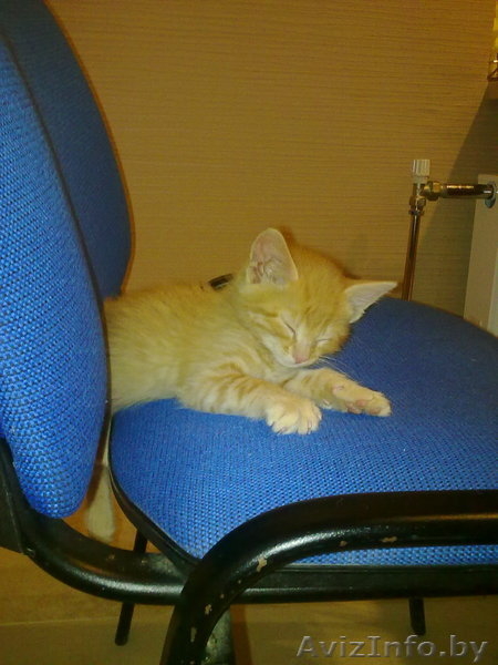 Котёнок 2 мес. в дар - Изображение #3, Объявление #262733