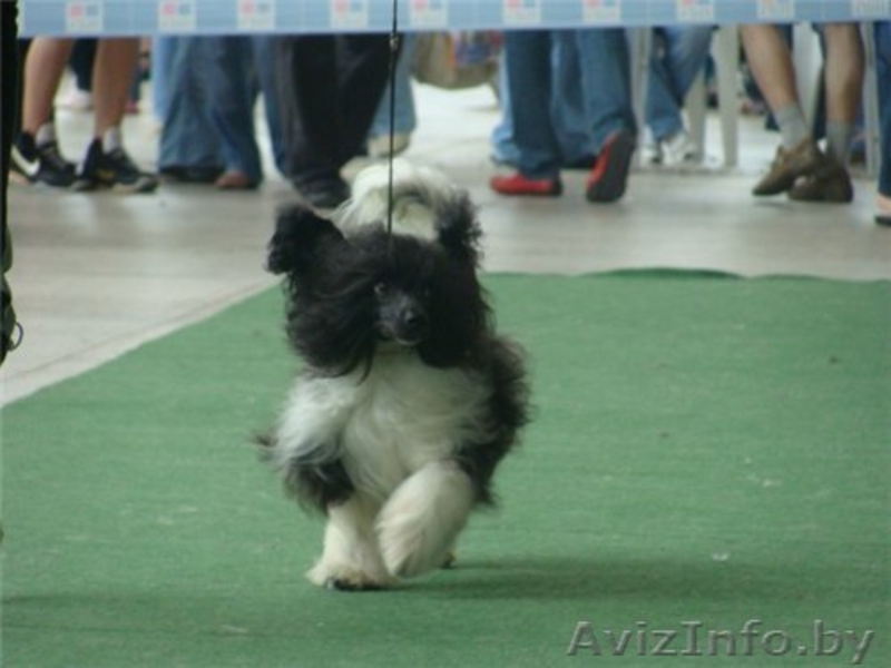 Китайска Хохлатая собачка щенки - Изображение #1, Объявление #266113