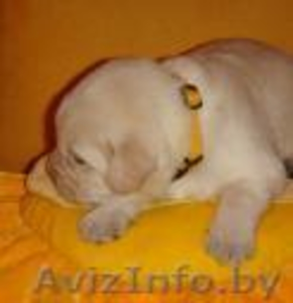 Продам щенка лабрадора - Изображение #2, Объявление #266601