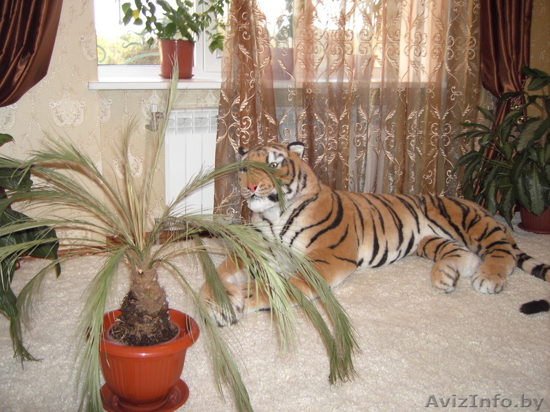 Двухкомнатная квартира на берегу моря - Изображение #1, Объявление #264393