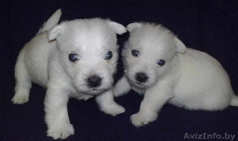 Вест хайленд уайт терьер - Изображение #2, Объявление #252088