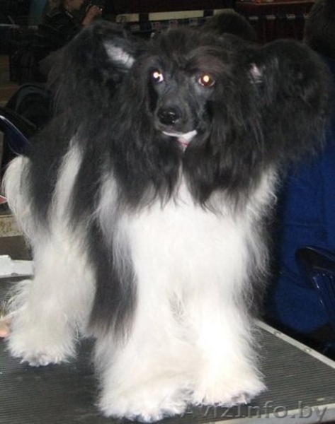 Китайска Хохлатая собачка щенки - Изображение #2, Объявление #266113