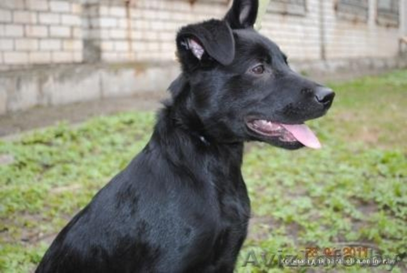 Щенок в хорошие руки. Девочка Альма. Черного окраса. Возраст: 4 месяца - Изображение #1, Объявление #255812