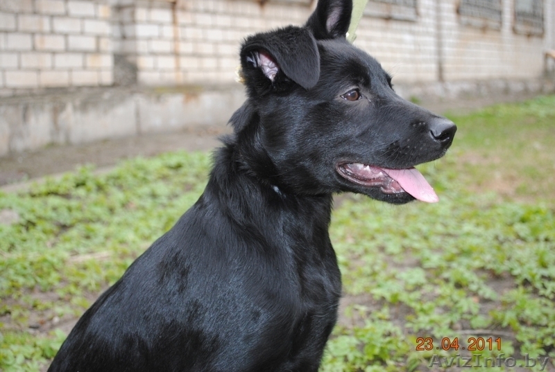 Щенок в дар!!! Очаровательная девочка Альма. Черного окраса. Возраст: 3 месяца - Изображение #2, Объявление #251651