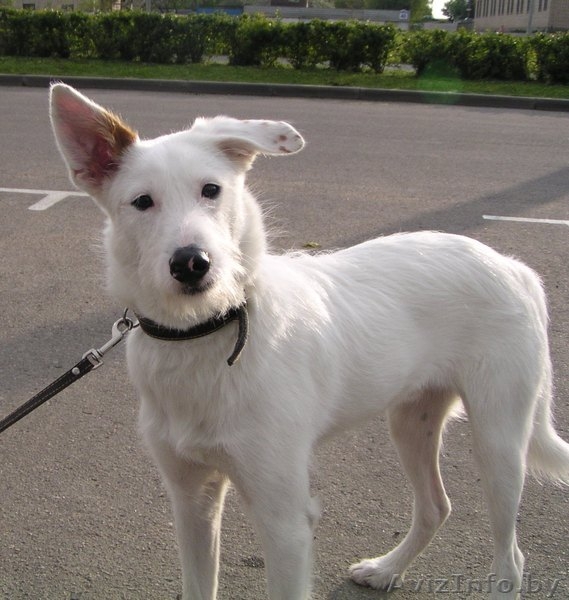 Бари - гламурный блондин!!))) - Изображение #2, Объявление #278857