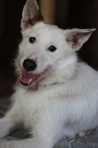 Бари - гламурный блондин!!))) - Изображение #3, Объявление #278857