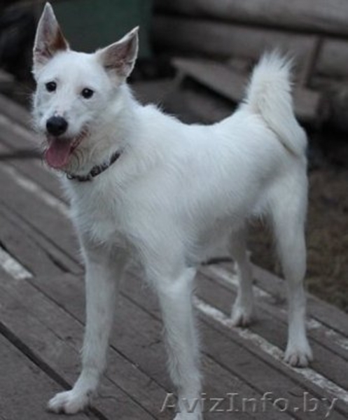 Бари - гламурный блондин!!))) - Изображение #1, Объявление #278857