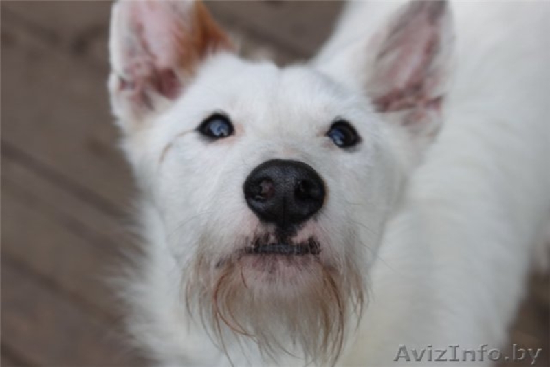 Бари - гламурный блондин!!))) - Изображение #4, Объявление #278857