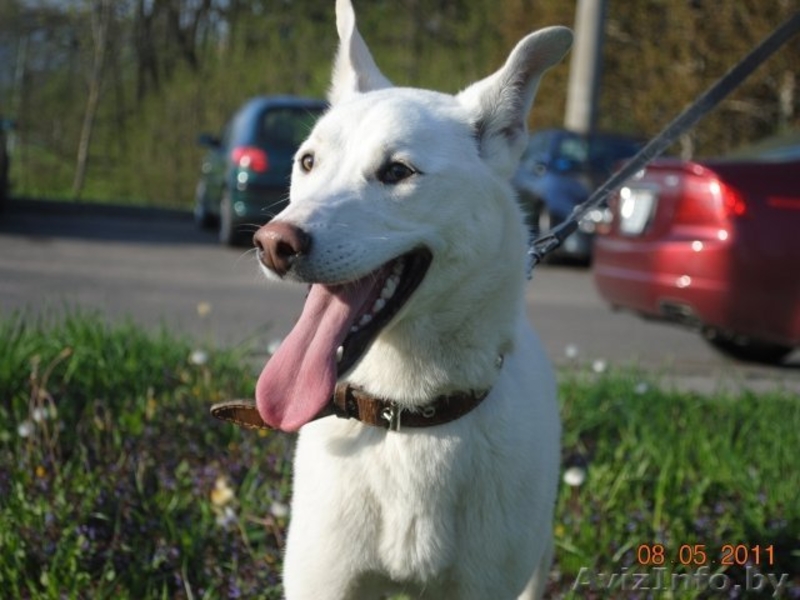 Активный красавчик Бим (чуть меньше года) в добрые руки - Изображение #3, Объявление #257480