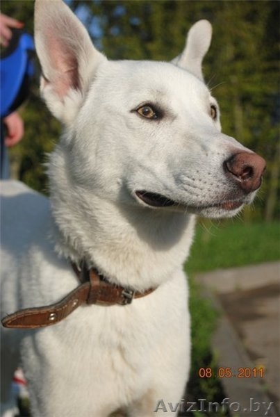 Активный красавчик Бим (чуть меньше года) в добрые руки - Изображение #4, Объявление #257480