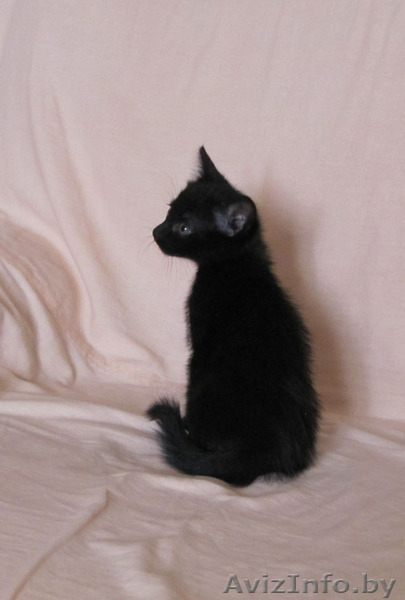 Котята-красотуны в добрые руки - Изображение #2, Объявление #274211