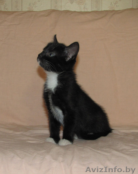 Котята-красотуны в добрые руки - Изображение #3, Объявление #274211