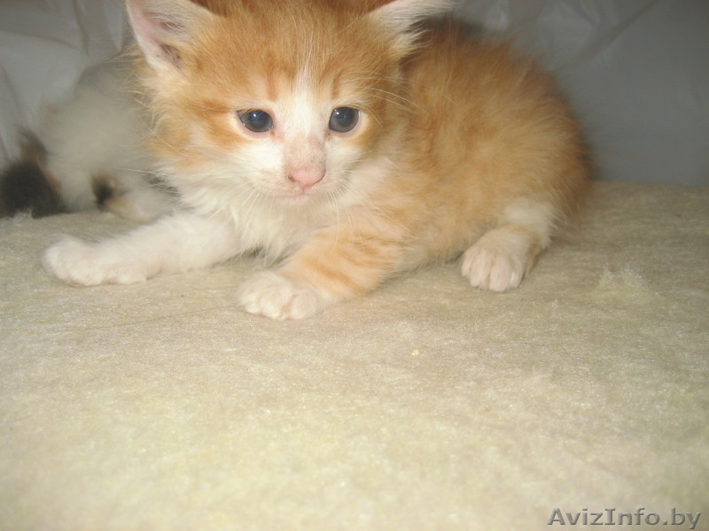 котята милые, забавные, красивые. - Изображение #1, Объявление #276626