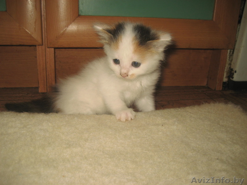 котята милые, забавные, красивые. - Изображение #2, Объявление #276626