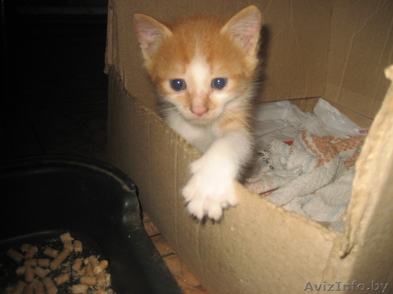 котята милые, забавные, красивые. - Изображение #4, Объявление #276626
