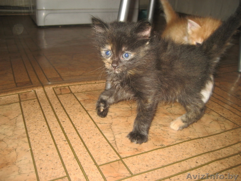 котята милые, забавные, красивые. - Изображение #3, Объявление #276626