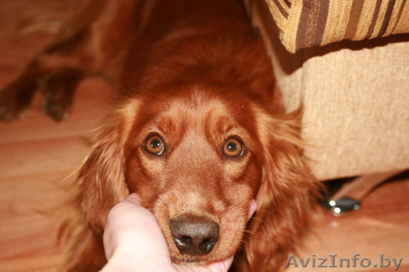 Метис английского кокера в дар! - Изображение #1, Объявление #278888