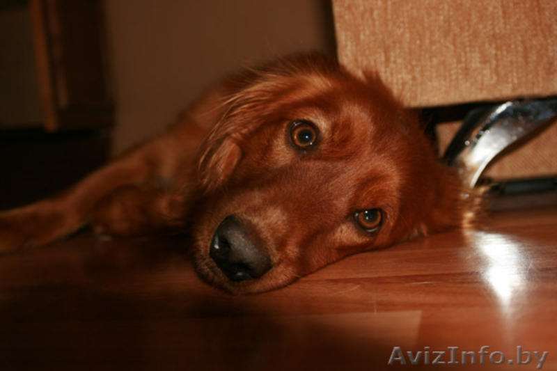 Метис английского кокера в дар! - Изображение #2, Объявление #278888