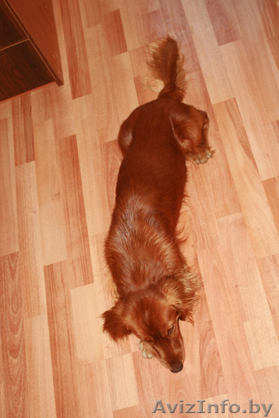 Метис английского кокера в дар! - Изображение #3, Объявление #278888