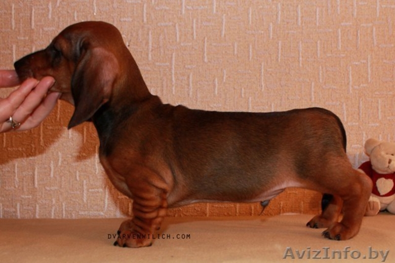 Питомник Дварвен Вилич предлагает щенков карликовой таксы . - Изображение #2, Объявление #263019