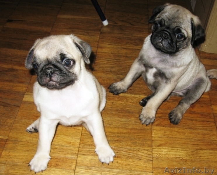 Щенки Мопса ПРОДАЮТСЯ - Изображение #5, Объявление #279430