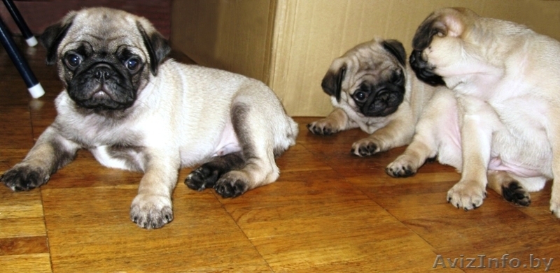 Щенки Мопса ПРОДАЮТСЯ - Изображение #1, Объявление #279430
