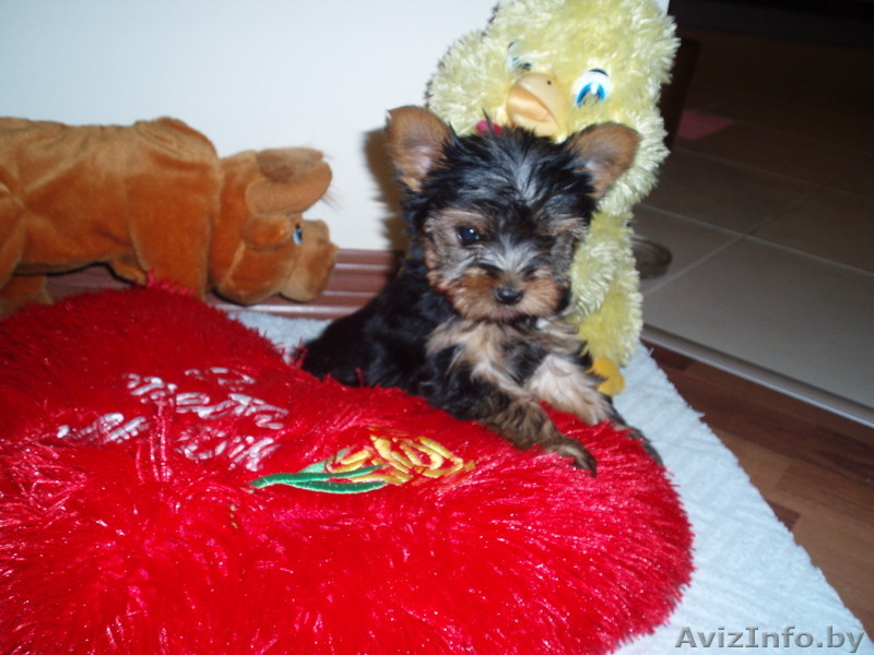 продаются щенки йорка  - Изображение #2, Объявление #278427