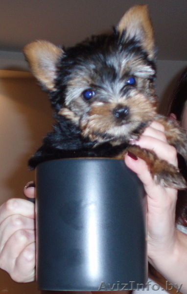 продаются щенки йорка  - Изображение #1, Объявление #278427