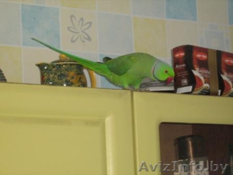 попугай ожереловый птенцы - Изображение #3, Объявление #267404