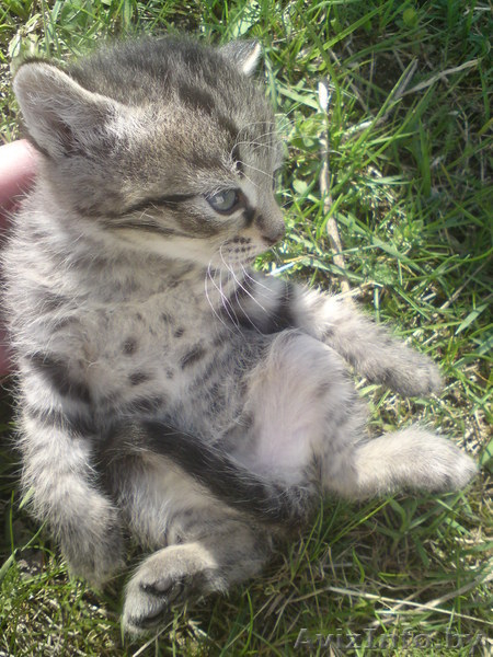 Добрые котята!!! - Изображение #1, Объявление #266071